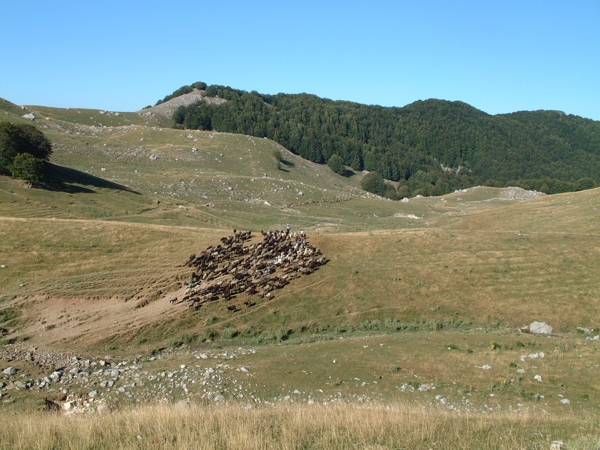 Animali al pascolo